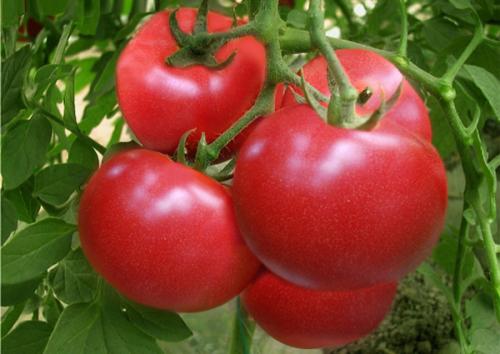 秋季新鲜西红柿已上市