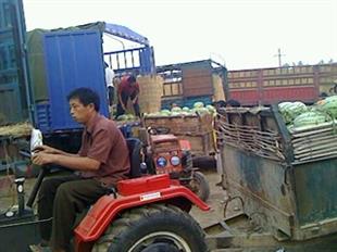山东长虹果蔬农产品购销合作社